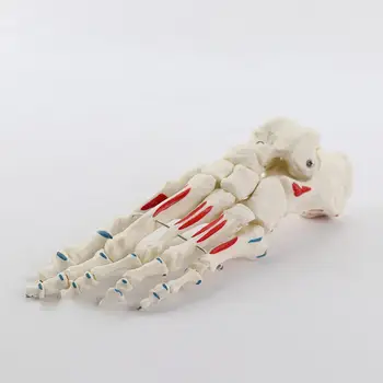 Цветная модель анатомии стопы в натуральную величину, схема анатомии скелета стопы для изучения